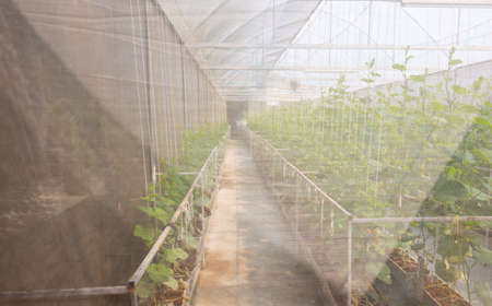 Plant growing in greenhouse or glasshouse to cultivate the vegetable and fruit in proper climate and protect it from pest. It is organic gardening for healthy food production with nutrition.の写真素材