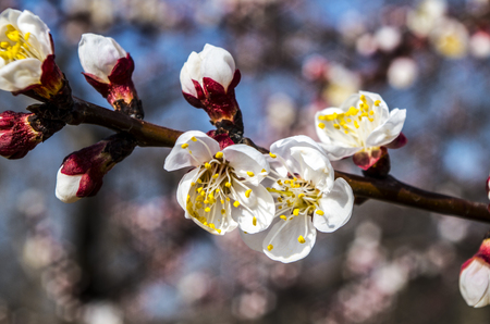 flowers in bloomingの写真素材