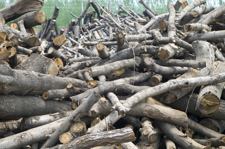 Wood clutter, precious natural resources, cut down treesの写真素材