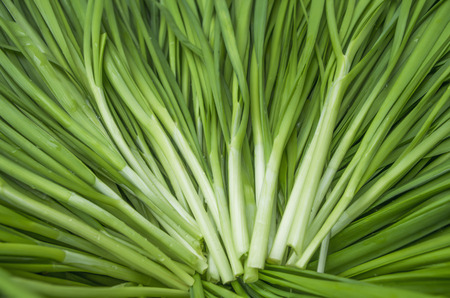 Garlic chivesの写真素材