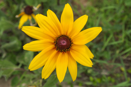 Flowerの写真素材