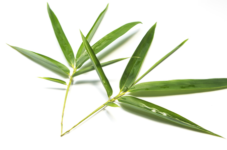 Green sharp bamboo leavesの写真素材