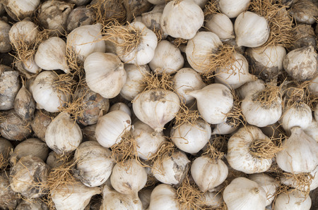 A pile of not peeled garlicの写真素材