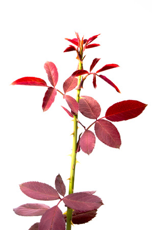 The new leaves, branches, thornの写真素材
