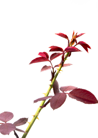 The new leaves, branches, thornの写真素材