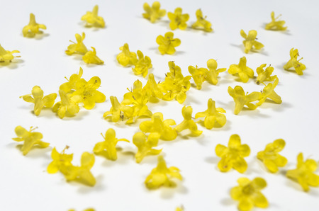 Yellow flowersの写真素材