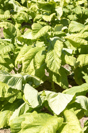 Agricultureの写真素材