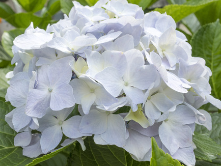 Hydrangea flowerの写真素材