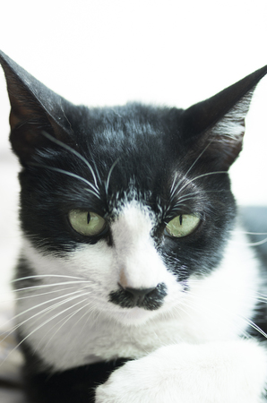 closeup of a catの写真素材