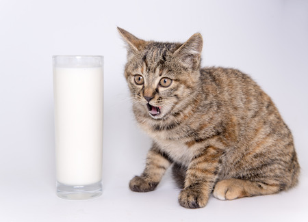 a glass of milk and a kittenの写真素材