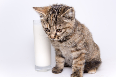a glass of milk and a kittenの写真素材