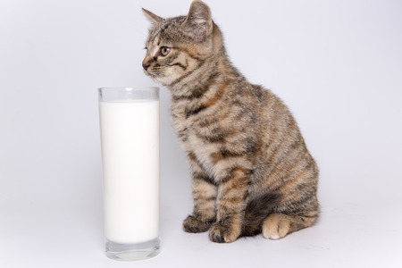 a glass of milk and a kittenの写真素材