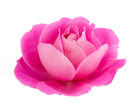 A rose on a white backgroundの写真素材