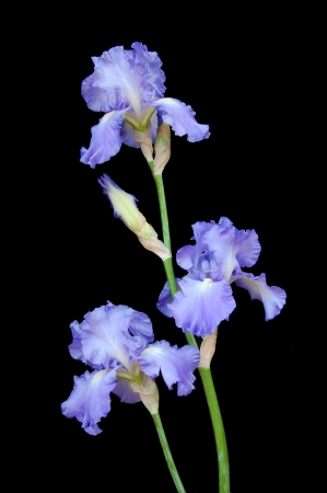 The branch of blue irises blossoming on black backgroundの写真素材