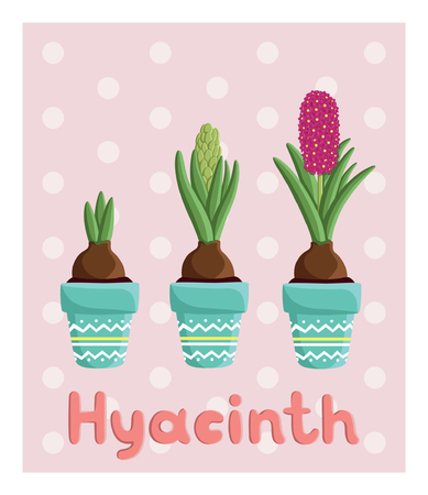 Set with three hyacinths in pots: bulb, bud, flower. For postcards, prints, posters, background, textilesのイラスト素材