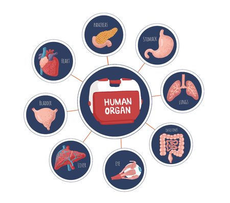 Set of human internal organs for surgeries and transplantation. Including heart, liver, kidney, uterus, bladder, pancreas; eye, intestines, stomach. Isolated vector illustration, colourful design.のイラスト素材