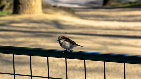 Cuddly red feathered bird sitting on the fenceの写真素材