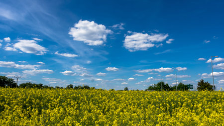 Clouds over the field of oilseed rape