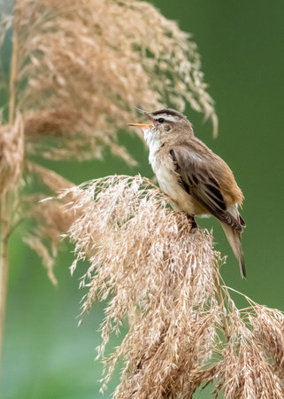 Eurasian reed warbler - singing