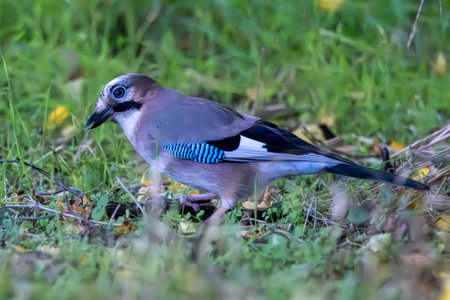 Eurasian Jay on the hunt â exploring the tall grass for tiny treasuresの写真素材