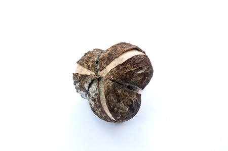 Rubber seedの写真素材