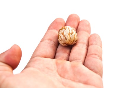 Rubber seedの写真素材