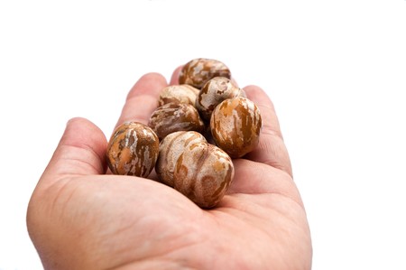 Rubber seedの写真素材