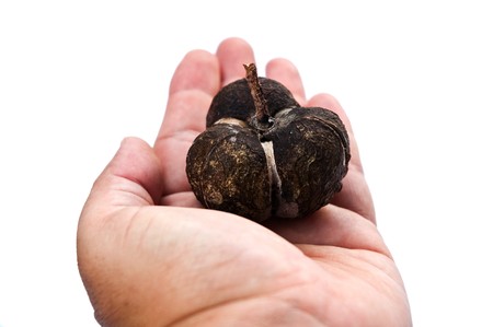 Rubber seedの写真素材