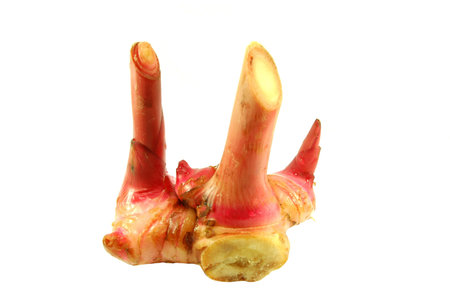 Galangaの写真素材