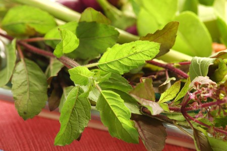 Holy Basil (Bai Grapow) Peppery is perhaps the best way to describe this type of basil, which is used in stir-fries. Holy Basil is typically not eaten raw and can be frozen or dried for later use.の写真素材