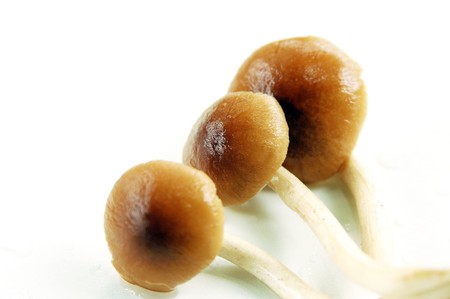 Honey mushroomの写真素材