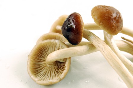 Honey mushroomの写真素材