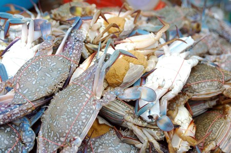 horse crab のeditorial素材