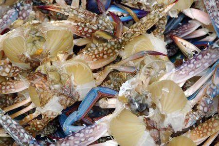 horse crab のeditorial素材