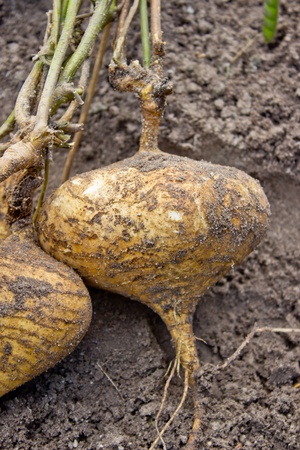 Yam Beanの写真素材