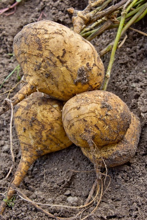 Yam Beanの写真素材