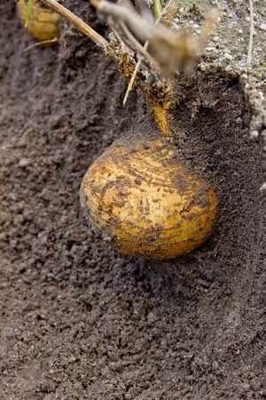 Yam Beanの写真素材