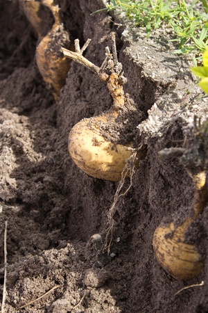 Yam Beanの写真素材