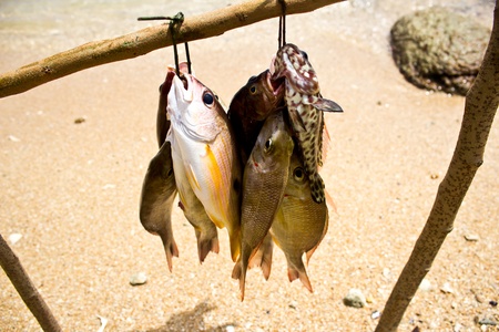 Sea Gypsies and andaman fish のeditorial素材