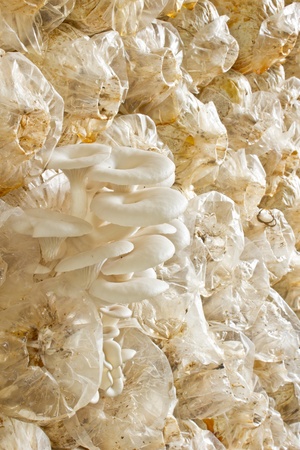 Oyster mushrooms の写真素材