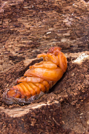 chrysalis of rhinoceros 