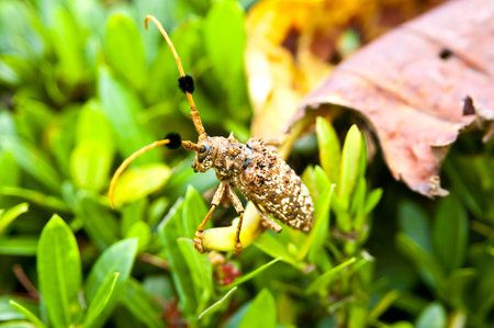Aristobia horridula (family Cerambycidae),phuket thailand の写真素材