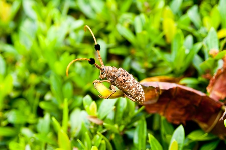 Aristobia horridula (family Cerambycidae),phuket thailand の写真素材