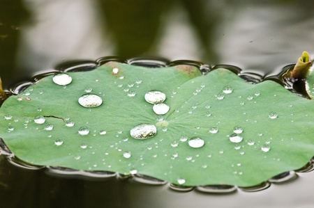 Green lily and water drop の写真素材