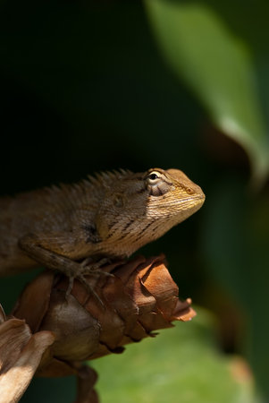 tree lizard ,phuket thailand 