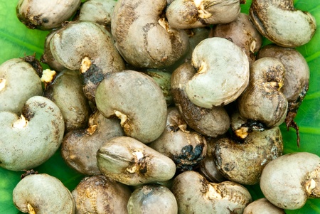 fresh cashew nut の写真素材