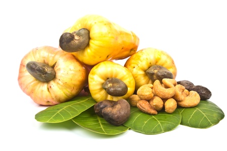 fresh cashew nutの写真素材