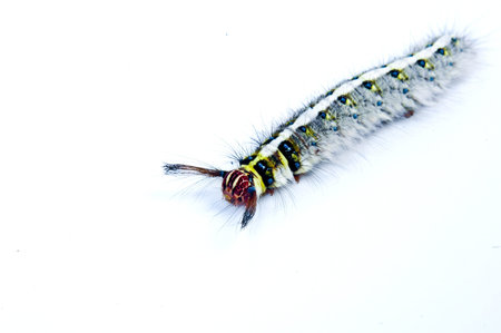 Roseapple Caterpillar