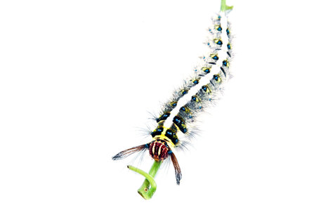 Roseapple Caterpillar