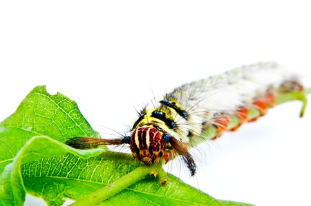 Roseapple Caterpillarの写真素材